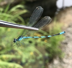 Coenagrion lanceolatum