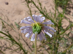 Felicia hyssopifolia