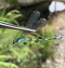 Coenagrion lanceolatum