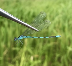 Coenagrion lanceolatum
