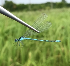 Coenagrion lanceolatum