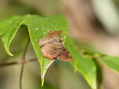 Antigonus erosus