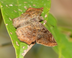 Antigonus erosus