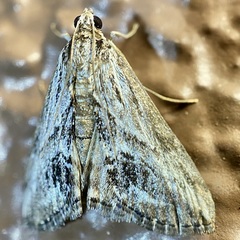 Evergestis simulatilis