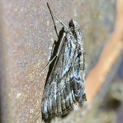 Evergestis simulatilis