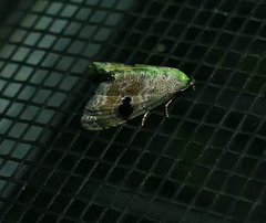 Abablemma duomaculata