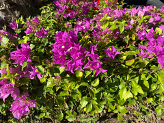 Bougainvillea