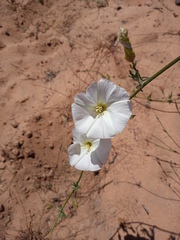 Convolvulus capensis