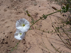 Convolvulus capensis