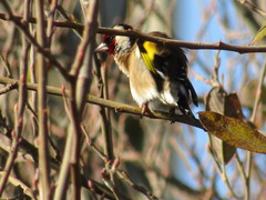 Carduelis carduelis