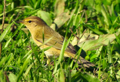 Phylloscopus collybita