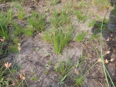 Bulbostylis contexta