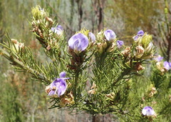 Psoralea speciosa