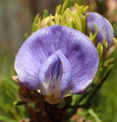 Psoralea speciosa