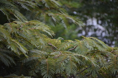 Vireolanius pulchellus