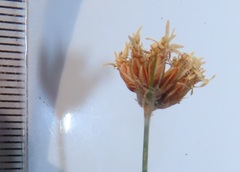 Bulbostylis contexta