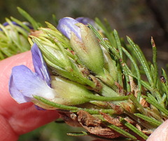 Psoralea speciosa
