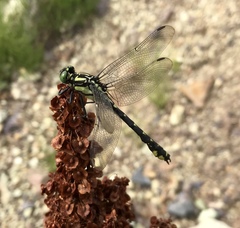 Shaogomphus schmidti