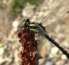 Shaogomphus schmidti