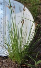 Bulbostylis contexta