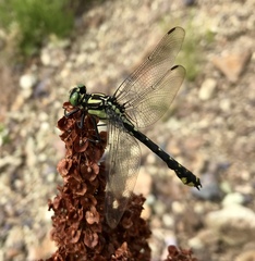 Shaogomphus schmidti