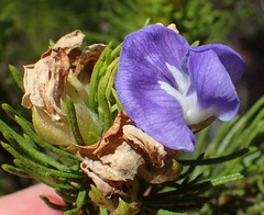 Psoralea speciosa