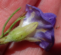 Psoralea speciosa