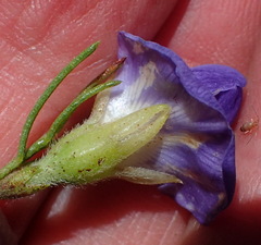 Psoralea speciosa