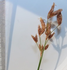 Bulbostylis contexta