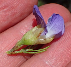 Psoralea speciosa