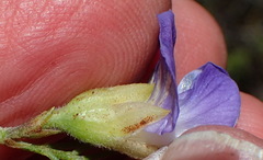 Psoralea speciosa