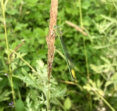 Paracercion plagiosum