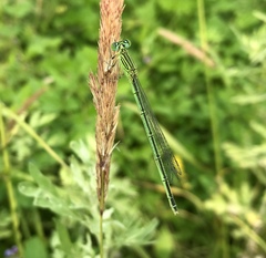 Paracercion plagiosum