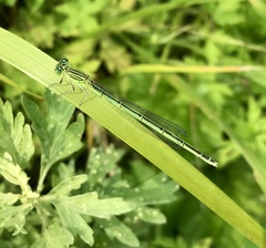 Paracercion plagiosum