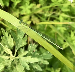 Paracercion plagiosum