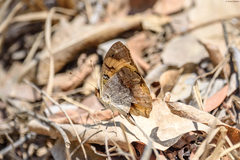 Junonia hierta paris