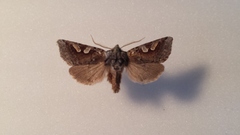 Stretchia plusiaeformis