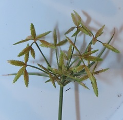 Cyperus sphaerospermus