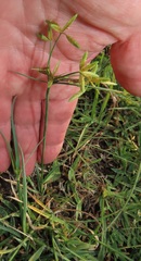 Cyperus sphaerospermus