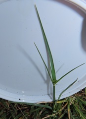 Cyperus sphaerospermus