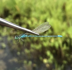 Paracercion hieroglyphicum