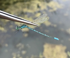 Paracercion hieroglyphicum