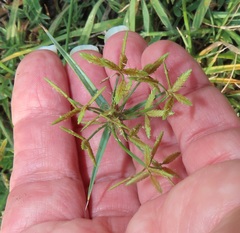 Cyperus sphaerospermus
