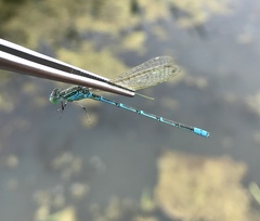 Paracercion hieroglyphicum