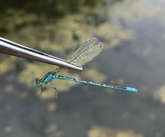 Paracercion hieroglyphicum