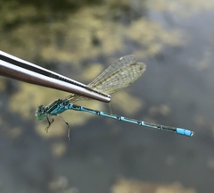 Paracercion hieroglyphicum