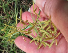 Cyperus sphaerospermus