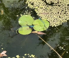 Paracercion plagiosum