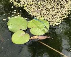 Paracercion plagiosum