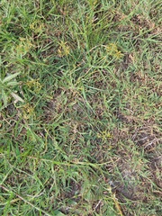 Cyperus sphaerospermus